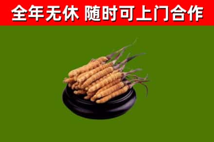 密云区回收散虫草