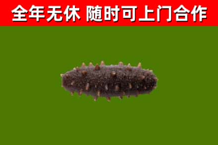 密云区回收海参干